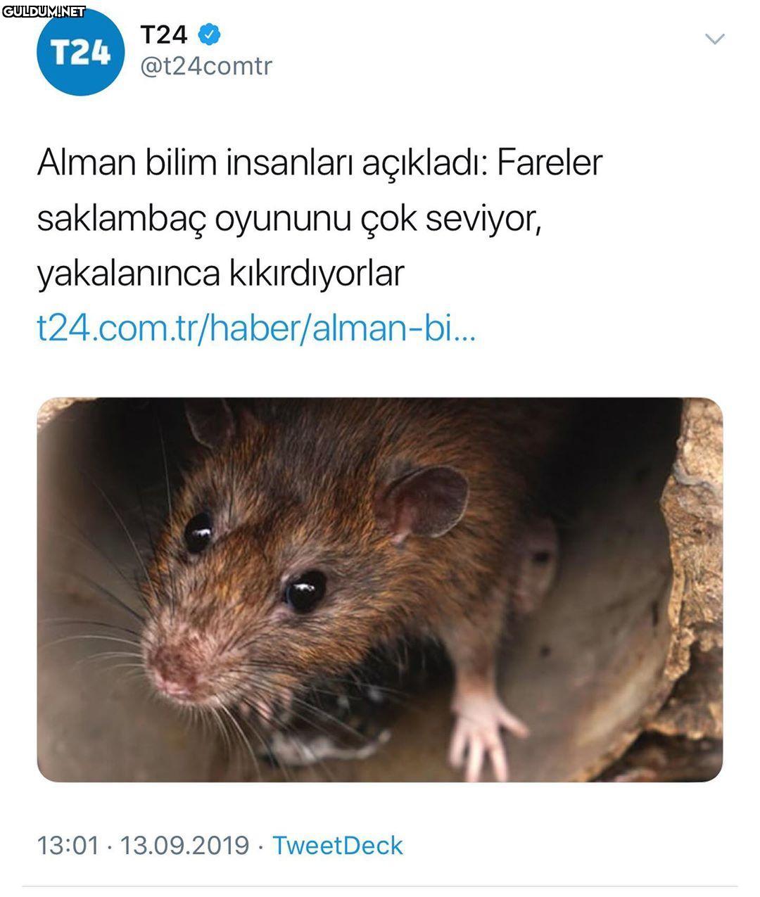 Jerry kuyruğunu gördüm,...