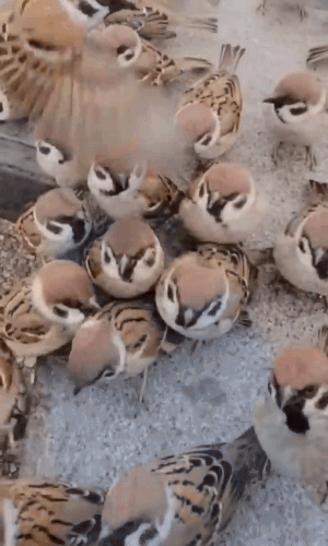 a gif of a flock of sparrows on a sidewalk, looking up expectantly at the cameraperson.