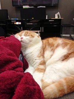 waffles-the-cat:  No neck but flexible 