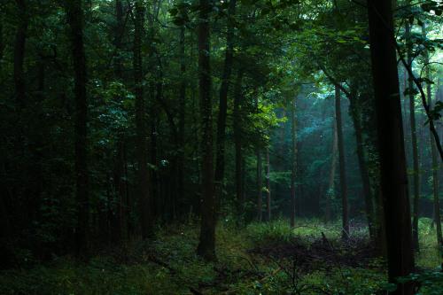 Misty Forest by Jerdess