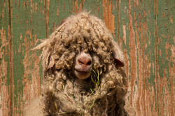 dogwise:  Angora goat waiting to be sheared