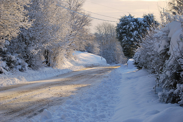 owakolf:  Nature Blog ▲