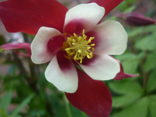 aquilegia red hobbit