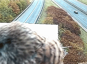 abirdkeeper:thenatsdorf:Kestrel fights winds to see reflection in traffic cam. [full video]This is m