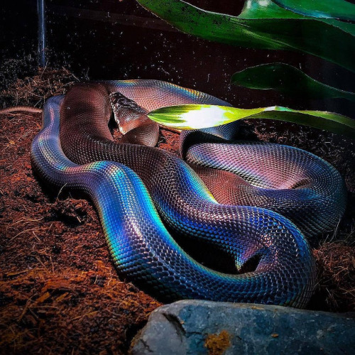 rainbow white lipped python (bothrochilus albertisii)