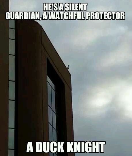 Just Funny Pictures