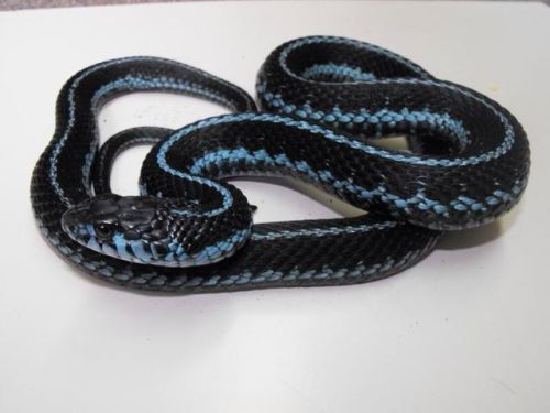 kaldannan:  laysomeskinontheskatkat:  Puget Sound Garter Snake, is best known for it’s distinct bright blue scales.  What a pretty baby! 