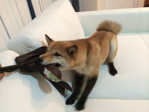 spectrum-of-annoyance:everythingfox:Red Fox Shiba“are you wearing the-”“the chanel boots? yeah I am.