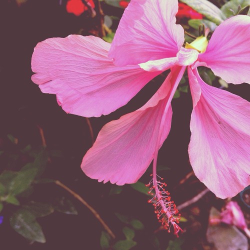 luna-patchouli:Volunteering at the butterfly house is always a wonderful, magical experience. I love