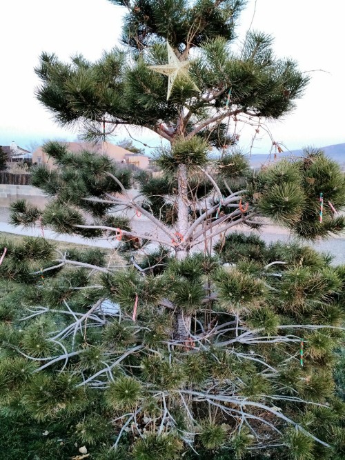 Every Christmas Eve I go to the park near my parents house and decorate a tree with a few dozen cand