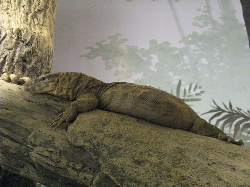 astronomy-to-zoology:Yellow Monitor (Varanus flavescens)Also known as the Golden Monitor, the Yellow