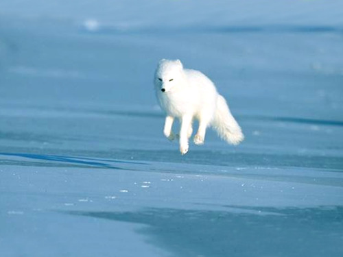Porn cuteness-daily:  Arctic Fox Appreciation photos
