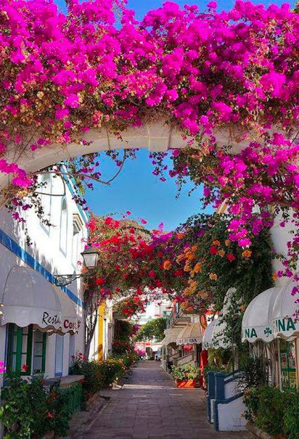 Quando I colori del mondo … addobbano a festa il sorriso delle strade…E’ primavera!!!The wolf