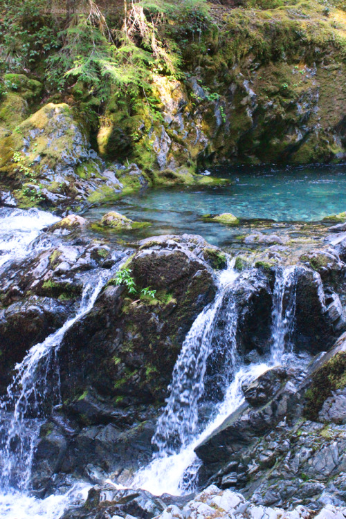 bright-witch:Forest Sanctum, photography by me. Please do not remove credit!