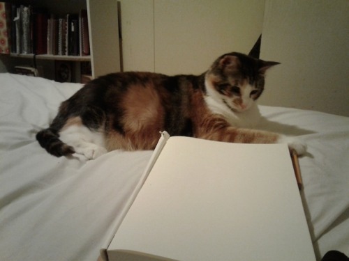 kindnessiseternal: Penny ‘helping’ me draw. @mostlycatsmostly
