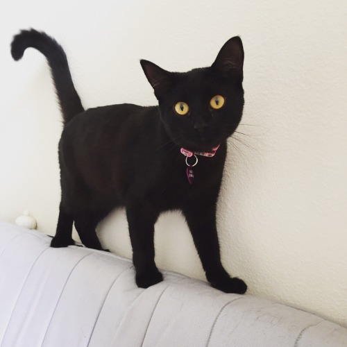 Sex catsbeaversandducks:  Happy Black Cat Appreciation pictures