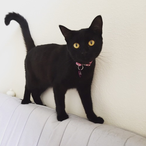 catsbeaversandducks:Happy Black Cat Appreciation Day!Photos via Black Cats on Reddit