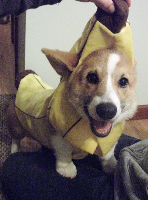 cute-n-adorable - Animals in banana costume for @thedancingzer0 