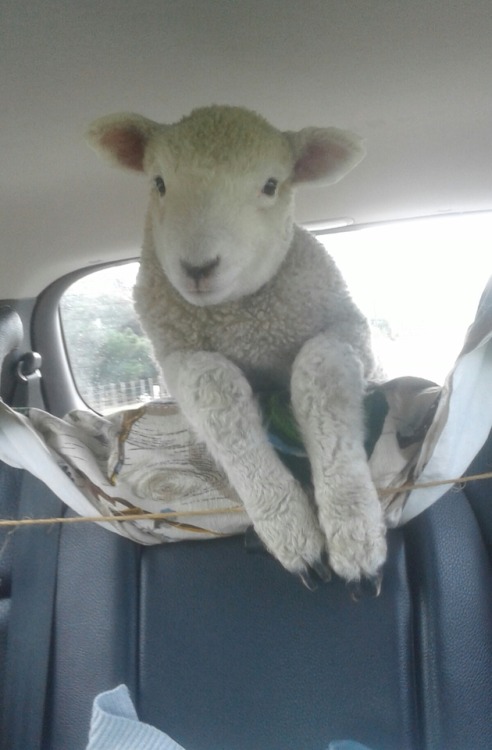 drferox:Since you get so many cats and dogs, here’s one of my lambs, Albert. He and his sister Esme,