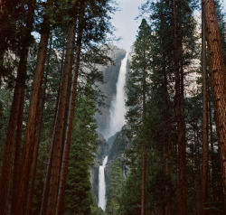 just-breezy:  22/52: Through The Trees . Cody