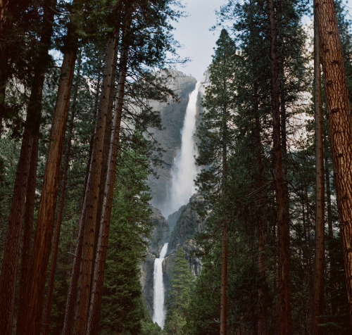 just-breezy:  22/52: Through The Trees . Cody Smith