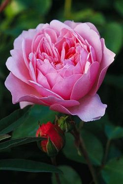 flowersgardenlove:  English rose ‘Anne