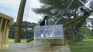 karanan:  starrypawz:  zerostatereflex:  Crow solves an 8 step process. Crows are