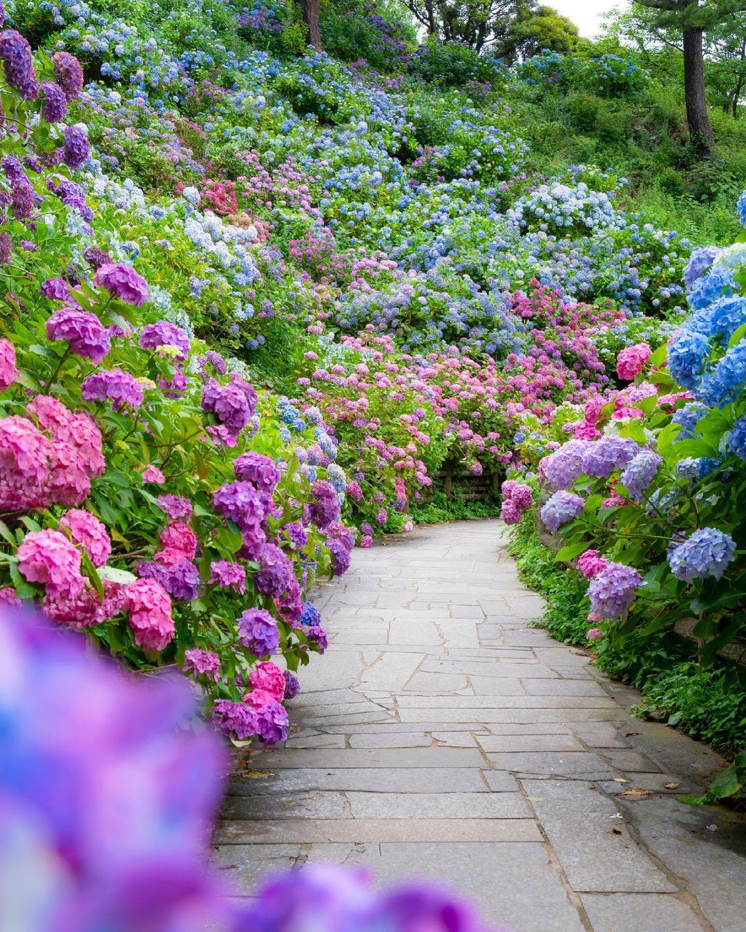 Flower Is Beauty Explore Tumblr Posts And Blogs Tumgir Flower Is Beauty Explore Tumblr Posts And Blogs Tumgir