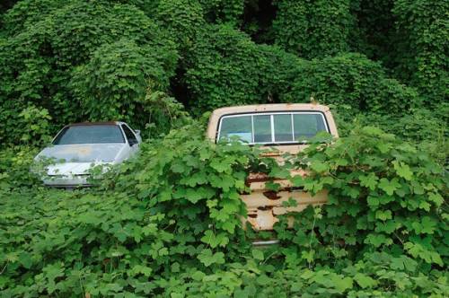 girlglimmer: MILE A MINUTE : THE VINE THAT ATE THE SOUTH Kudzu 