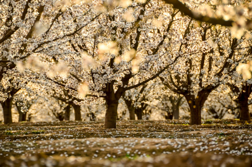 birdsonqs: ‘Whites glazed with sun’ by Logu Krishnan