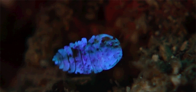coolthingoftheday:  The sea sapphire is an ant-sized crustacean. Considered an anomaly
