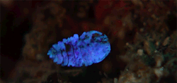 coolthingoftheday:  The sea sapphire is an ant-sized crustacean. Considered an anomaly to scientists due to their ability to blaze between brilliant shades of color and near-invisibility, scientists have recently discovered that their unique abilities