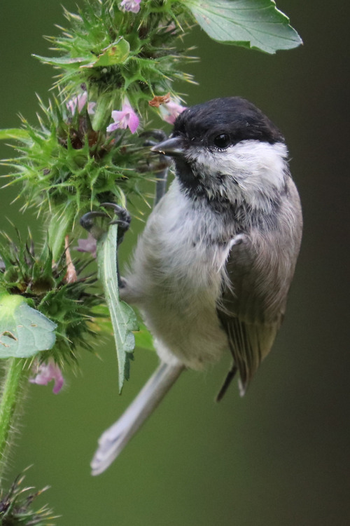 A marsh tit/entita picking seeds. 