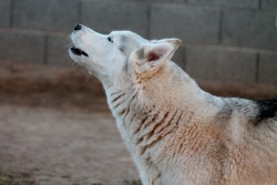 6woofs:  Awooooooooo~! 