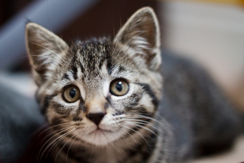 thecatblogger: Earn up to $500 a week taking surveys. Fonte thecatblogger