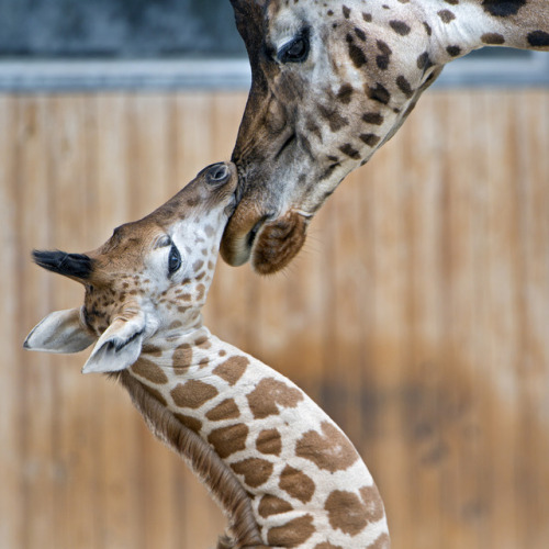 the-awkward-turt: typhlonectes: Giraffes Hum to Each Other Throughout the Night, And Zookeepers Neve