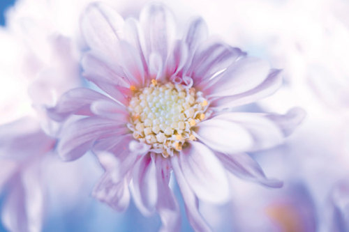 mellowboom:  Shades of light Blues & Purples- beautiful & calming 