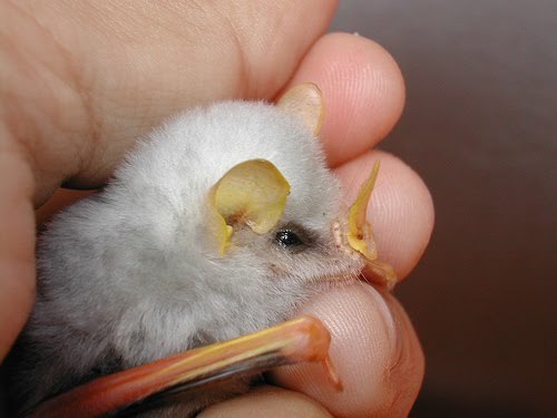 sixpenceee:  The Honduran White Bat is probably one of the cutest species of bat I have ever seen. They are a unique species of fruit-eating bats. They also make “tents” for themselves as in they cut the leaf off a bush. They then fold it over on