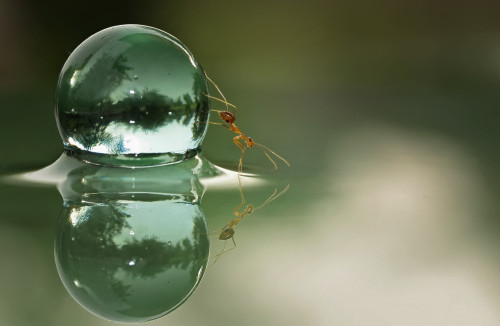 magicalnaturetour: The Allegory of Ant by teguh santosa / 500px