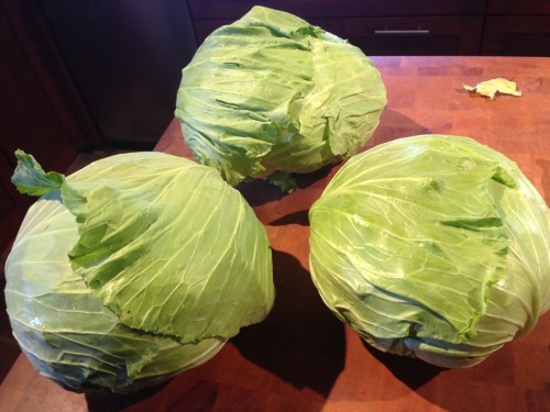 Making Sauerkraut - We picked 3 cabbages (about 10 lbs. total) and are turning them into 4 half gall