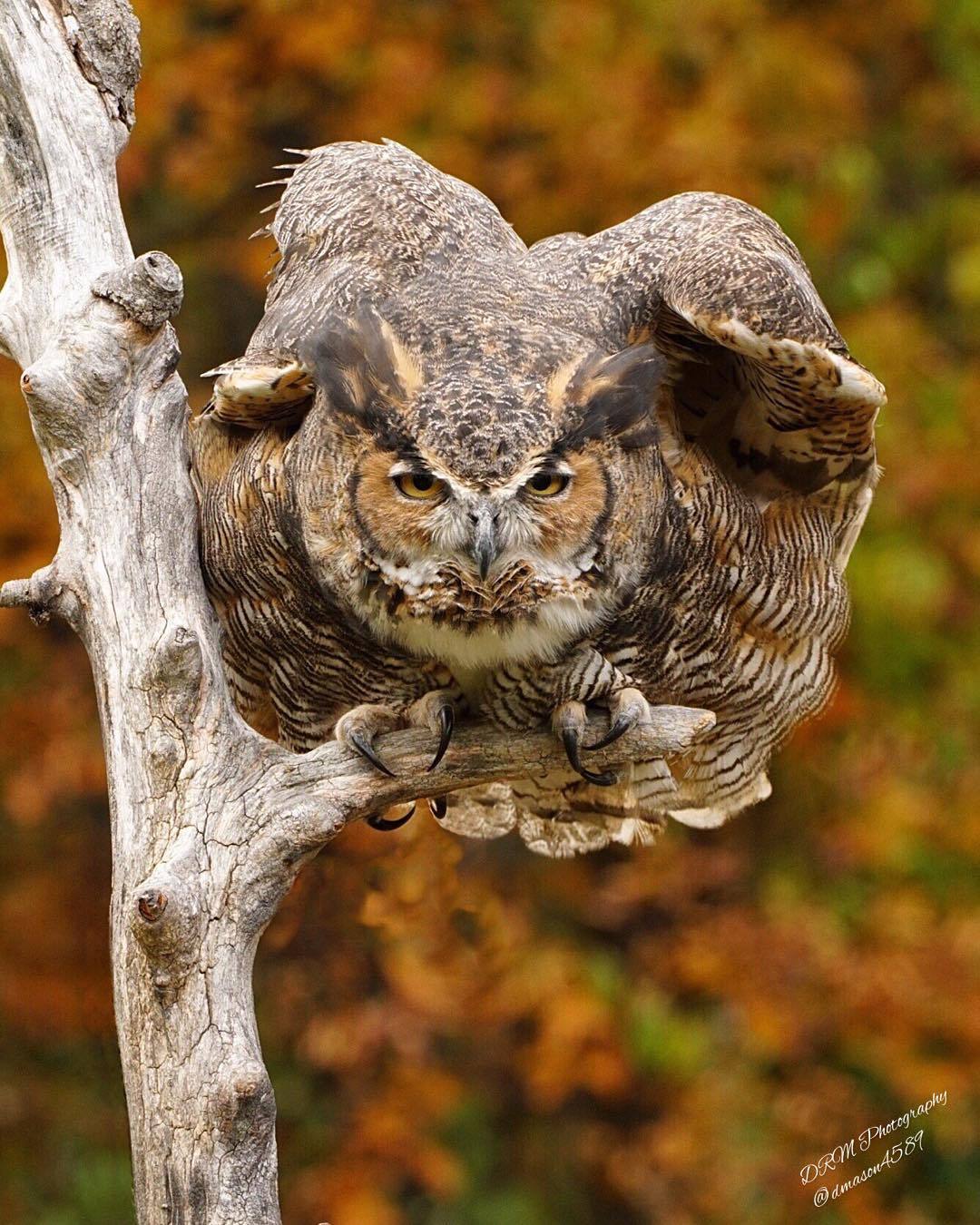 Young great horned owl