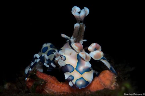 This shrimp also loves starfish, but instead of camouflaging as one, it eats them instead…Har