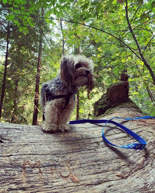 Pepe became a Forrest dog over the weekend! He loved the mountains! Eee 🐶💚🤎💚🤎