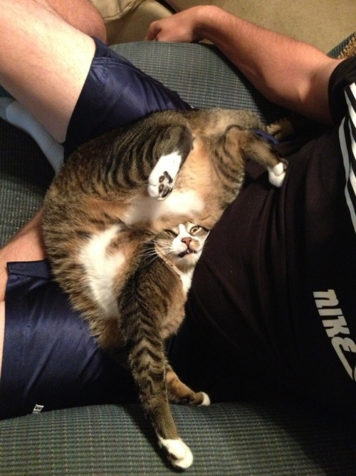 The cats must be crazy