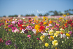 yourstruly-b:  kidsraisingkids:  Lindy is on Spring Break from work and we wanted to start the week off right with a visit to the flower fields. Ashtyn loved smelling all the flowers and playing in the dirt :) And of course I brought my camera…  Such