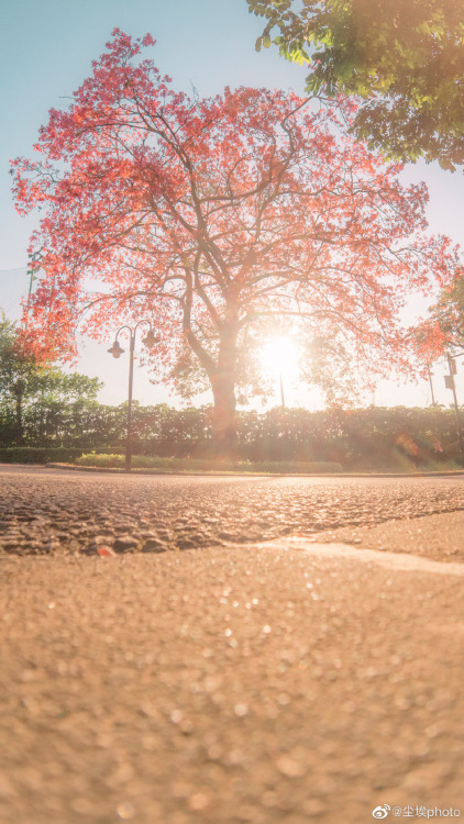 fuckyeahchinesegarden:  silk floss tree (ceiba speciosa) by 尘埃photo