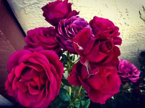 Roses (at Hacienda Pèrez-Garcia)