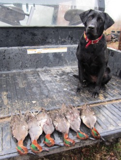 Gentleman Bobwhite