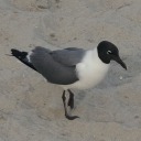 legendpiesatwork - A small, tiny bird in a big, wide world