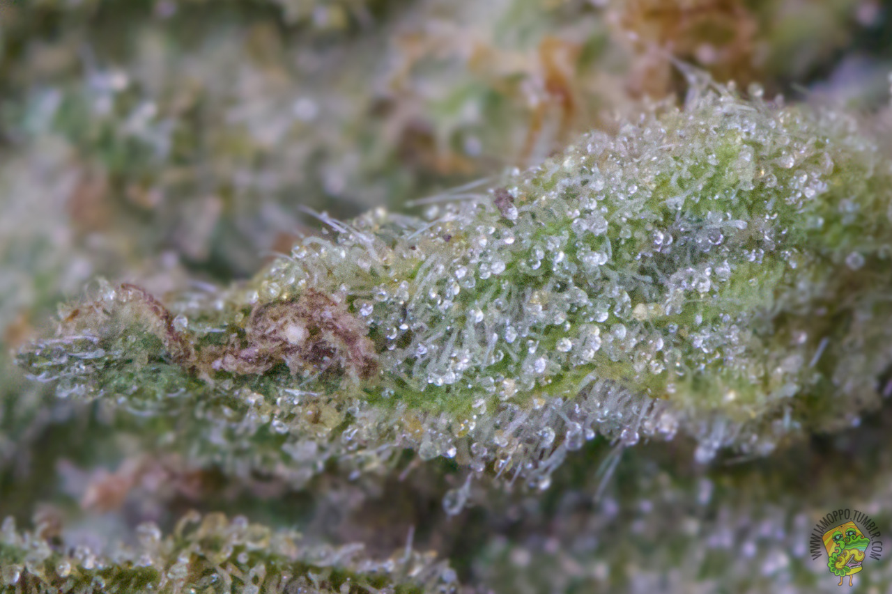 iamoppo:Mr. Nice (G13 x Hash Plant)